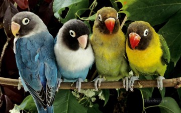 periquitos parrot birds Oil Paintings